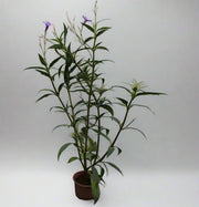 Ruellia ciliosa "purple'' 15-20cm (Copy) image 2