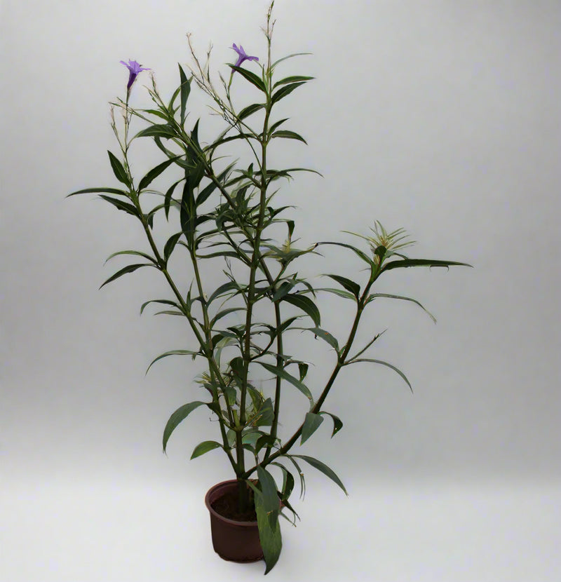 Ruellia ciliosa "purple'' 15-20cm (Copy) image 2