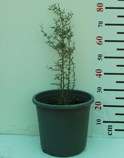 Acacia Tortalis image 0
