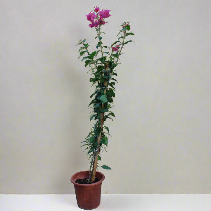 Bougainvillea Spectabilis"Red" image 0