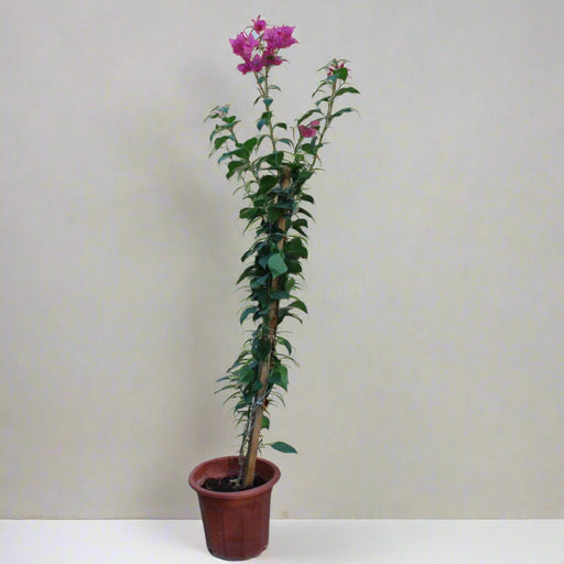 Bougainvillea Spectabilis"Red" image 0