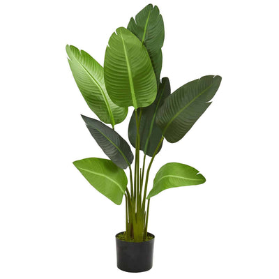 Potted plant with large green leaves on a white background