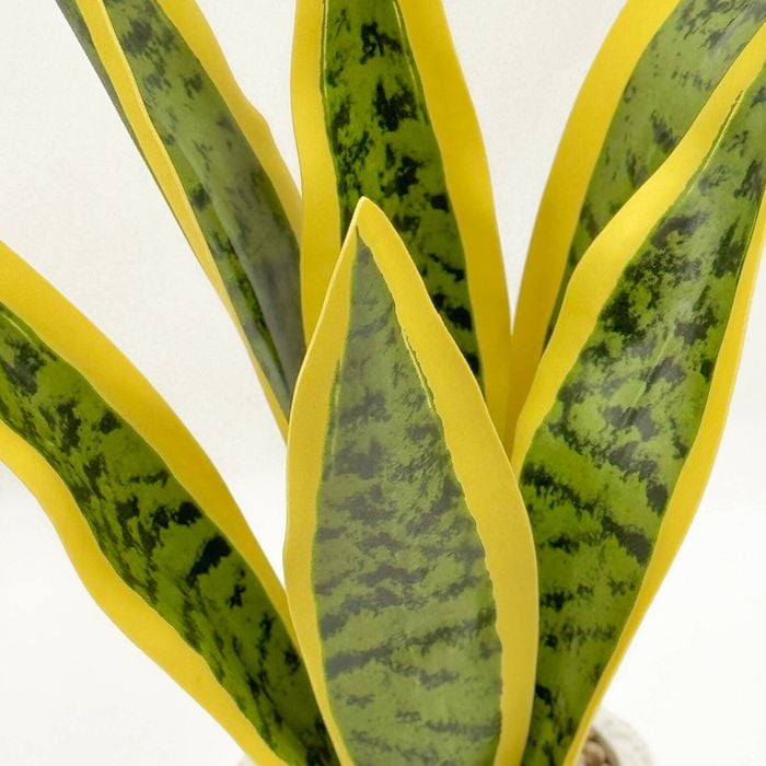 Close-up of a snake plant with green and yellow leaves on a white background