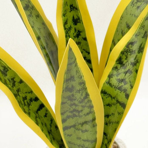 Close-up of a snake plant with green and yellow leaves on a white background