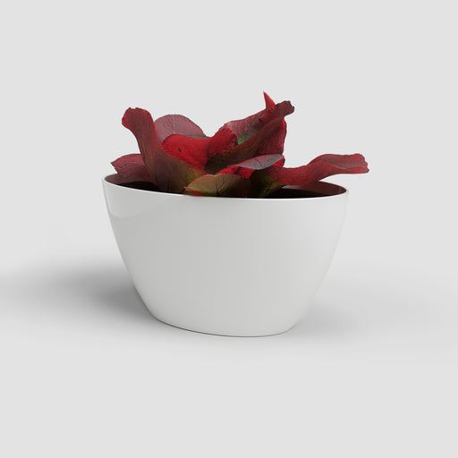 Red succulent plant in a white pot on a light gray background