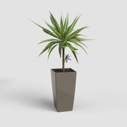 Potted plant in a gray planter on a light gray background