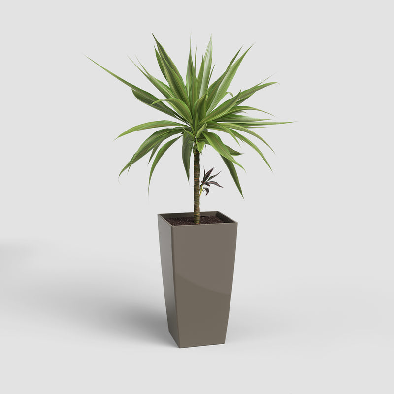 Potted plant in a gray planter on a light gray background