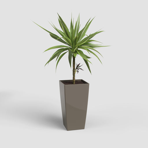 Potted plant in a gray planter on a light gray background