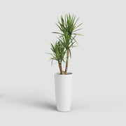Potted plant in a white pot on a light gray background