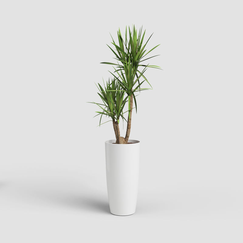 Potted plant in a white pot on a light gray background
