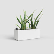 Green plant in a white rectangular planter on a light gray background