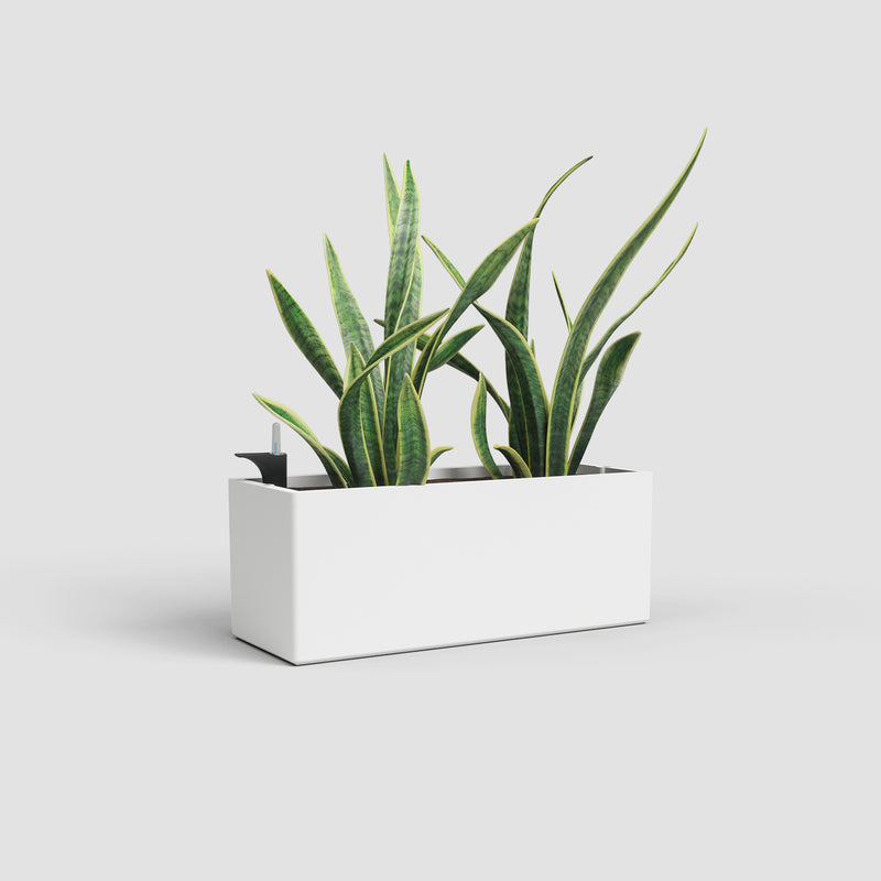 Green plant in a white rectangular planter on a light gray background