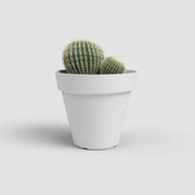 Cactus in a white pot on a light gray background