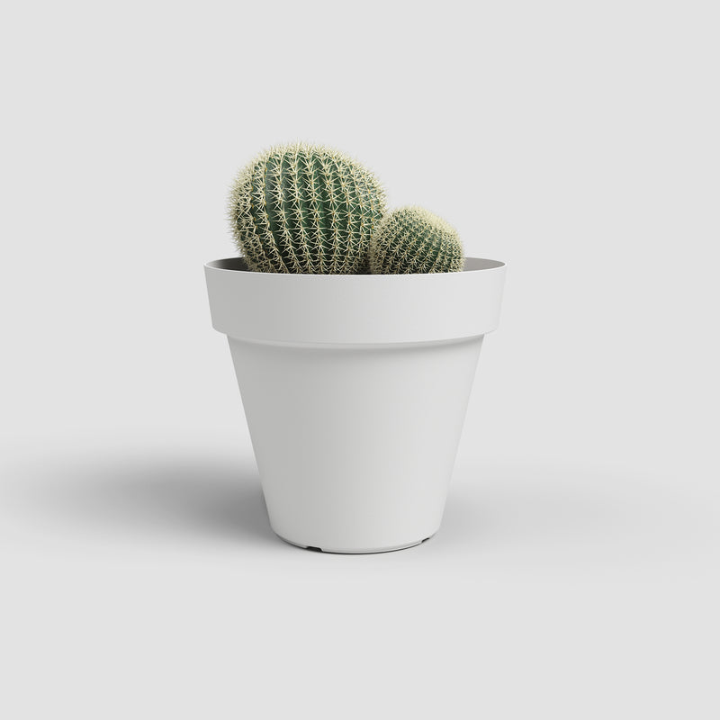 Cactus in a white pot on a light gray background