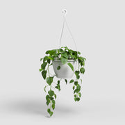 Hanging green plant in a white pot on a light gray background