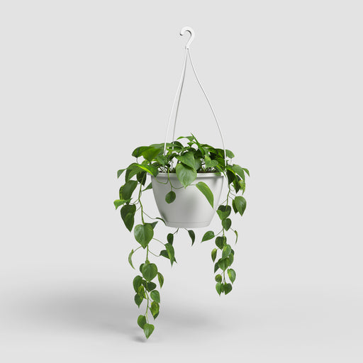 Hanging green plant in a white pot on a light gray background
