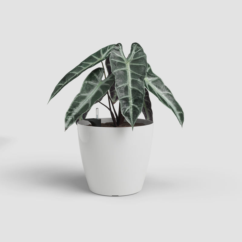 Potted plant with large green leaves on a light gray background