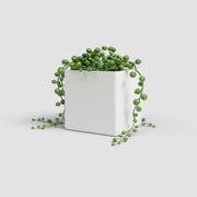 Green potted plant in a white pot on a light gray background
