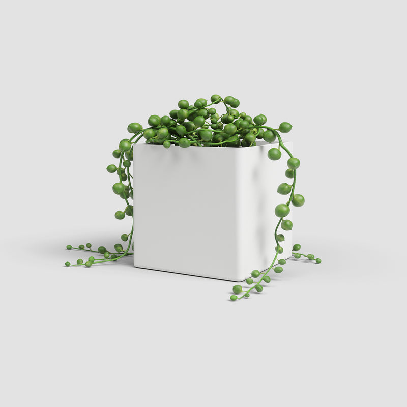 Green potted plant in a white pot on a light gray background