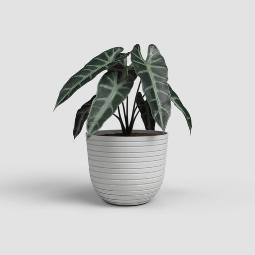 Potted plant with large green leaves in a white pot on a light gray background