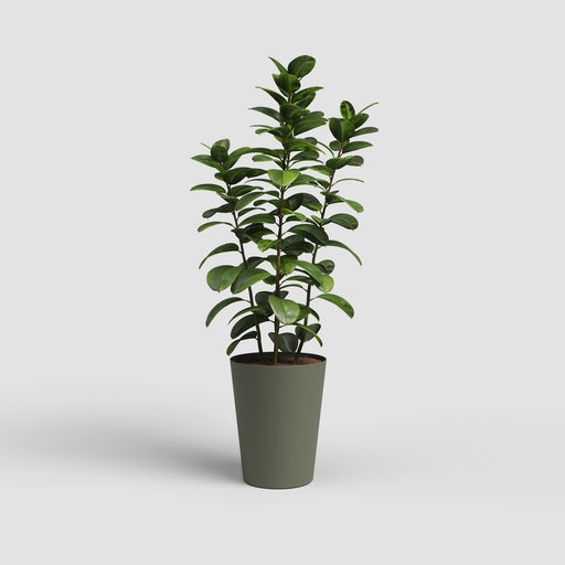 Potted plant with green leaves on a light gray background