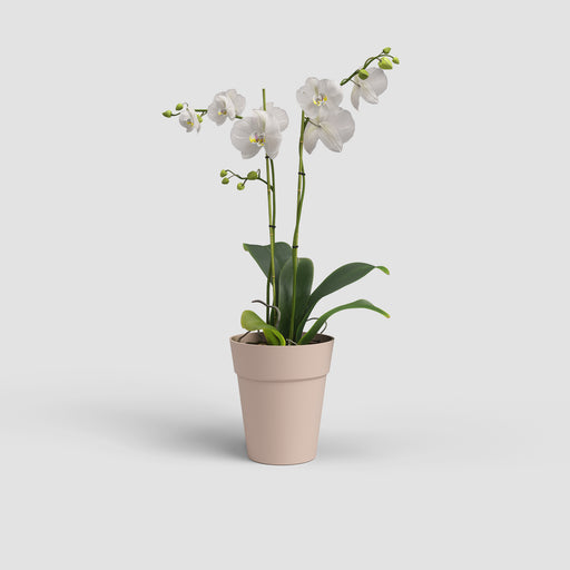 White orchid in a beige pot on a light gray background
