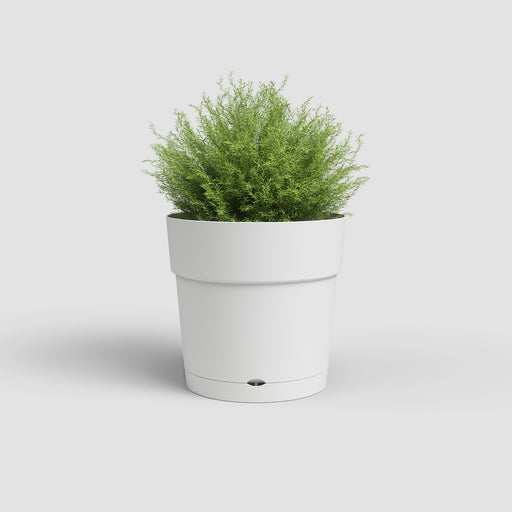 White planter with green plant on a light gray background