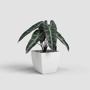 Potted plant with dark green leaves in a white pot on a light gray background
