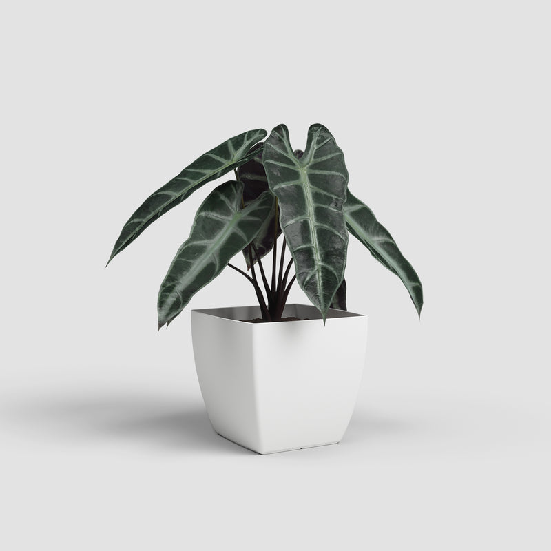 Potted plant with dark green leaves in a white pot on a light gray background