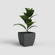Potted plant in a dark gray pot on a light gray background