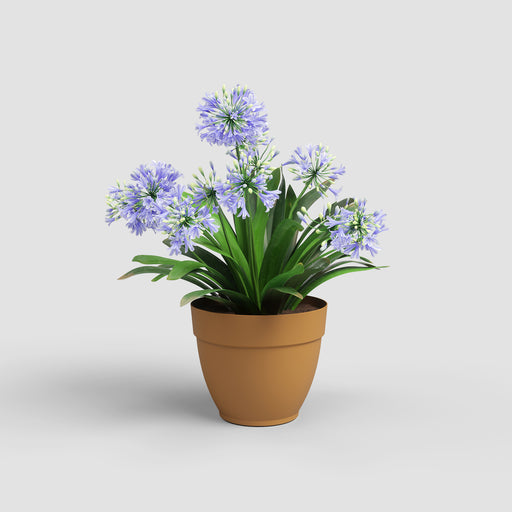 Potted plant with purple flowers on a light gray background