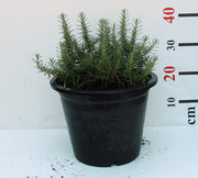 Rosemarinus officinalis image 0