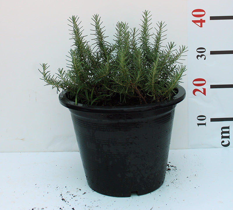 Rosemarinus officinalis image 0