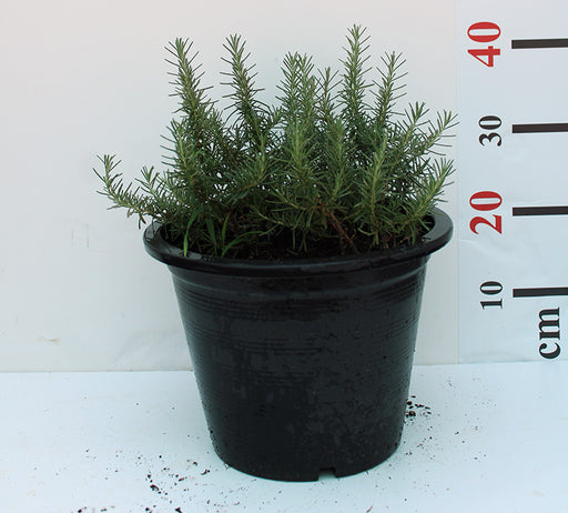 Rosemarinus officinalis image 0