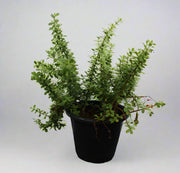 Crassula argentea image 1