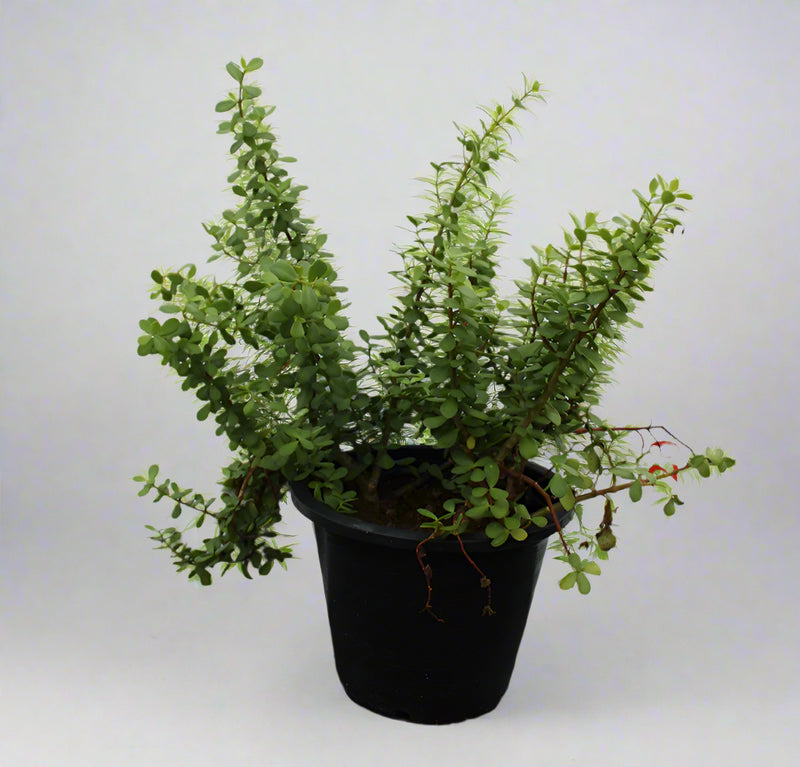 Crassula argentea image 1