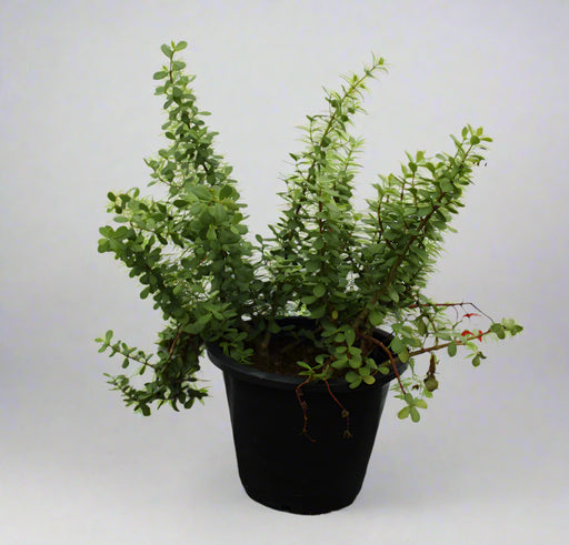 Crassula argentea image 1