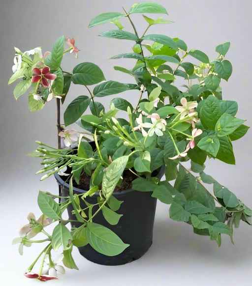 Quisqualis indica image 1