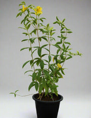 Allamanda catharitica image 1