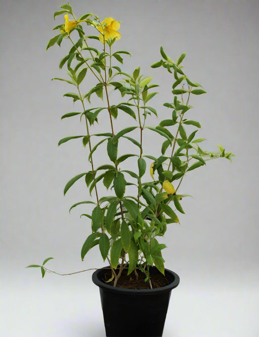 Allamanda catharitica image 1