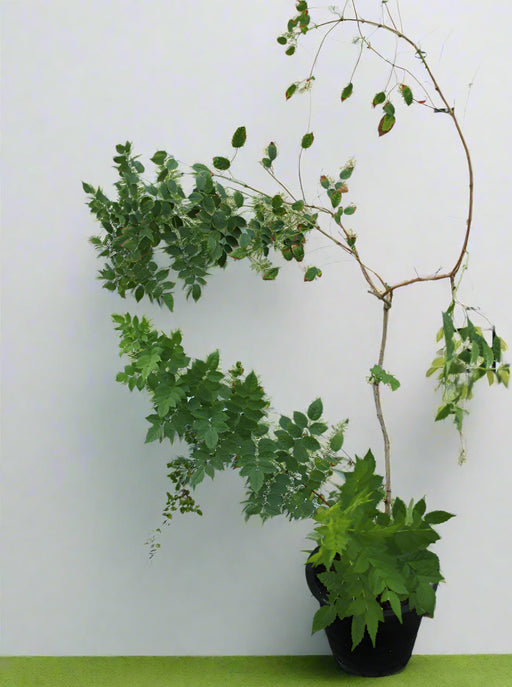 BIGNONIA RADICANS TRUMPET image 0