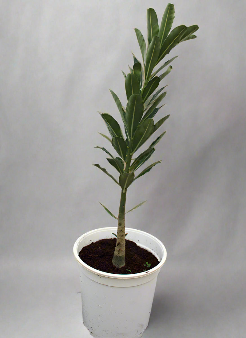 Adenium obesum image 2