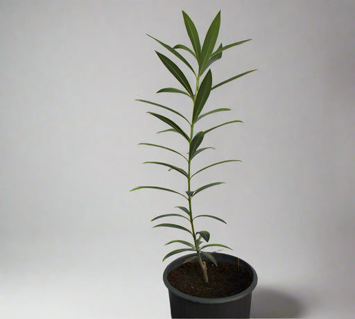 Nerium Oleander image 0
