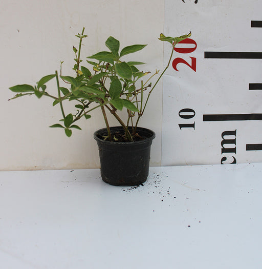 Alternanthera "Green" image 1