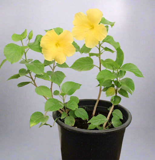 Hibiscus "yellow" image 1