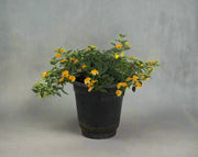 Lantana 'Mix' image 0