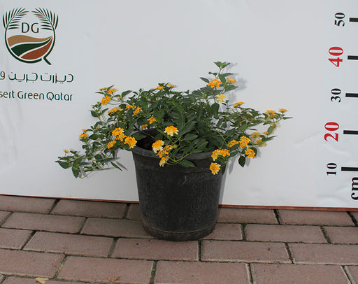Lantana 'Mix' image 0