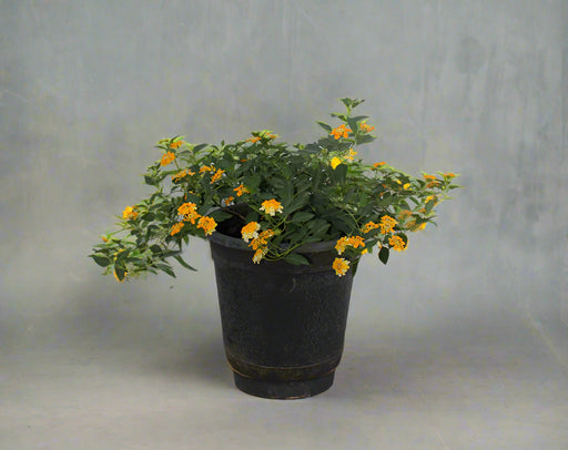 Lantana 'Mix' image 0