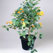 Lantana 'Orange' image 5