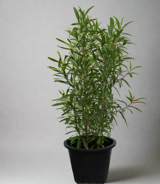 Dodonaea viscosa image 1